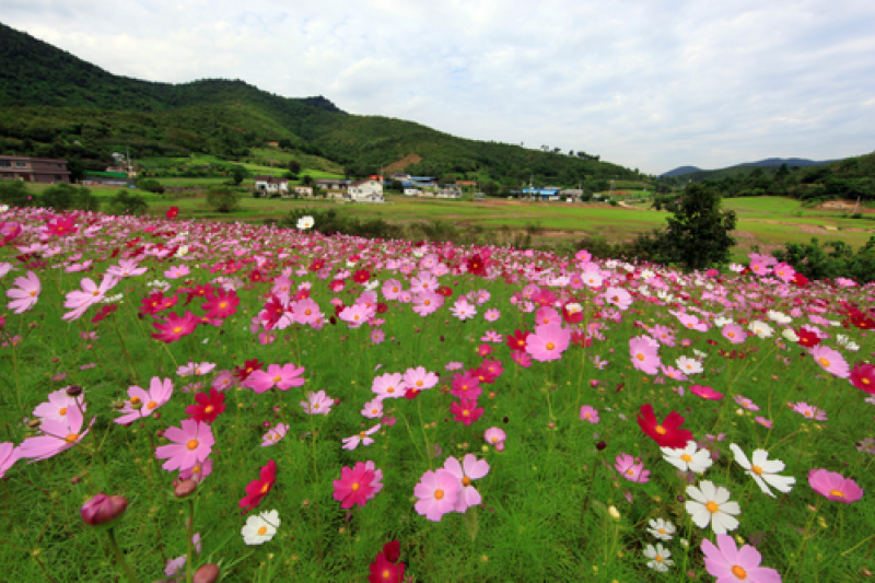 Samcheok King’s Cosmos Festival  (2/3)