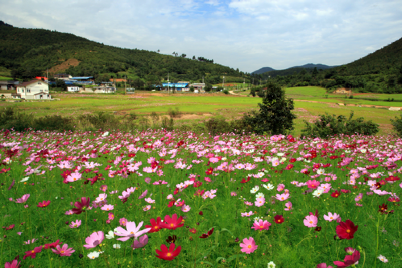 Samcheok King’s Cosmos Festival  (3/3)
