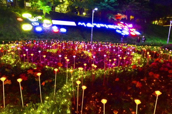 Seoul Rose Festival (서울장미축제)