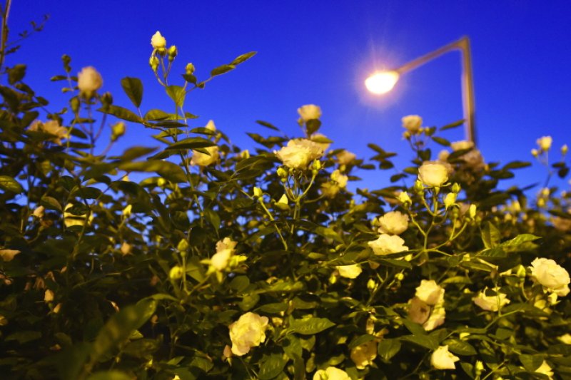 Seoul Rose Festival (서울장미축제)