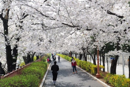 Dongdaemun Spring Blossom Festival 