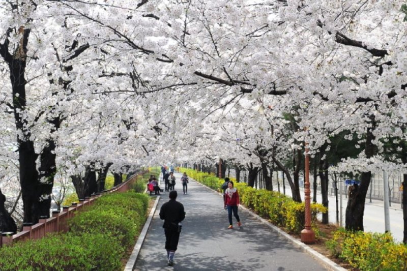 Dongdaemun Spring Blossom Festival  (1/1)