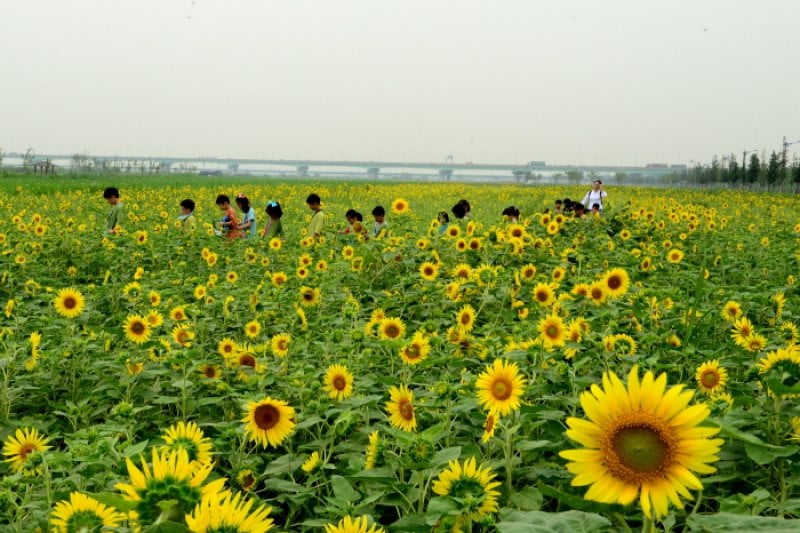 Daejeo Ecological Park (대저생태공원) (2/7)