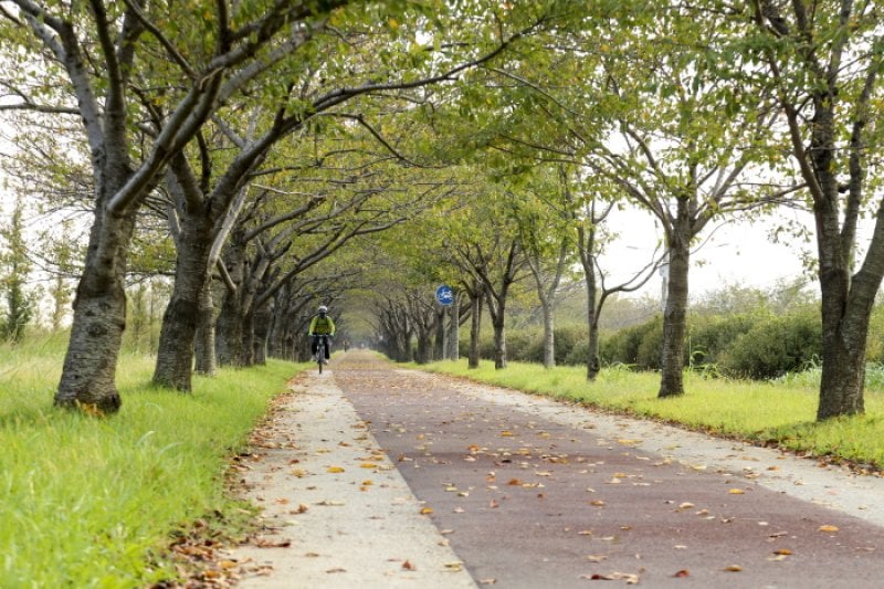Daejeo Ecological Park (대저생태공원) (3/7)