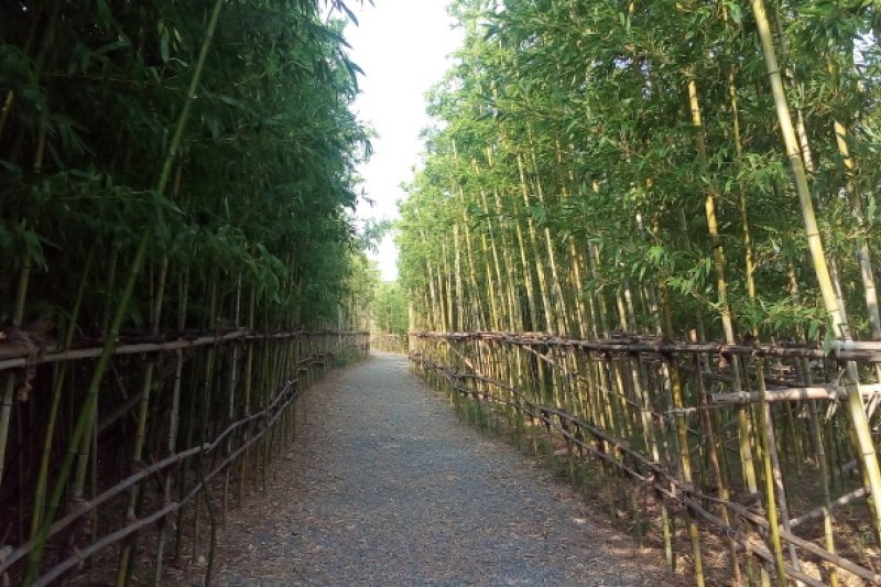 Daejeo Ecological Park (대저생태공원) (4/7)