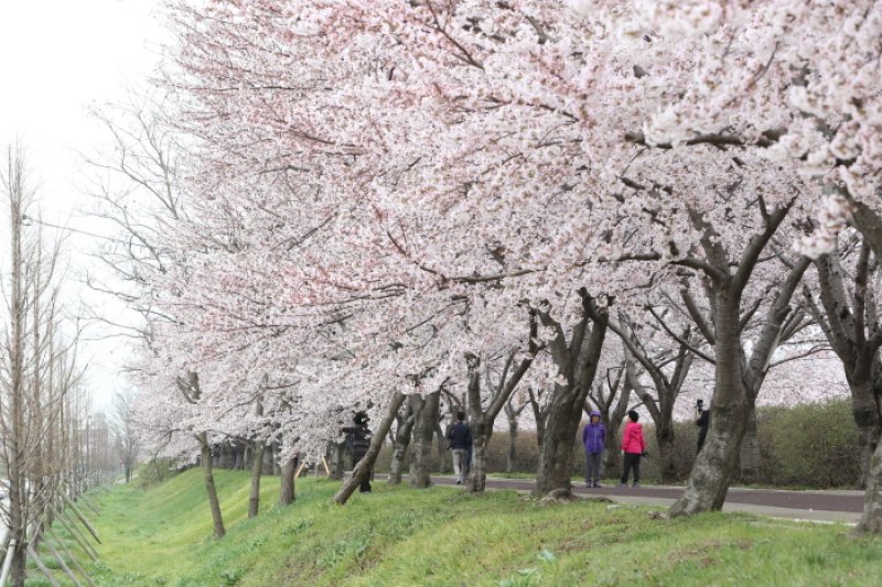 Daejeo Ecological Park (대저생태공원) (5/7)