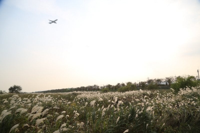 Daejeo Ecological Park (대저생태공원) (6/7)