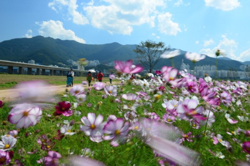 Daejeo Ecological Park (대저생태공원) (7/7)
