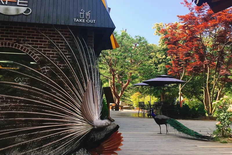 Nami-Island One Day Tour (4/7)