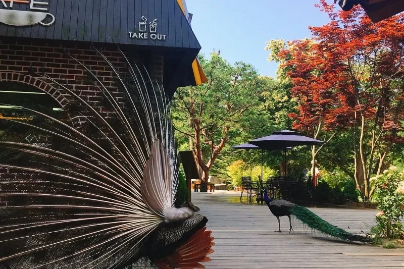 Nami-Island One Day Tour (8/11)