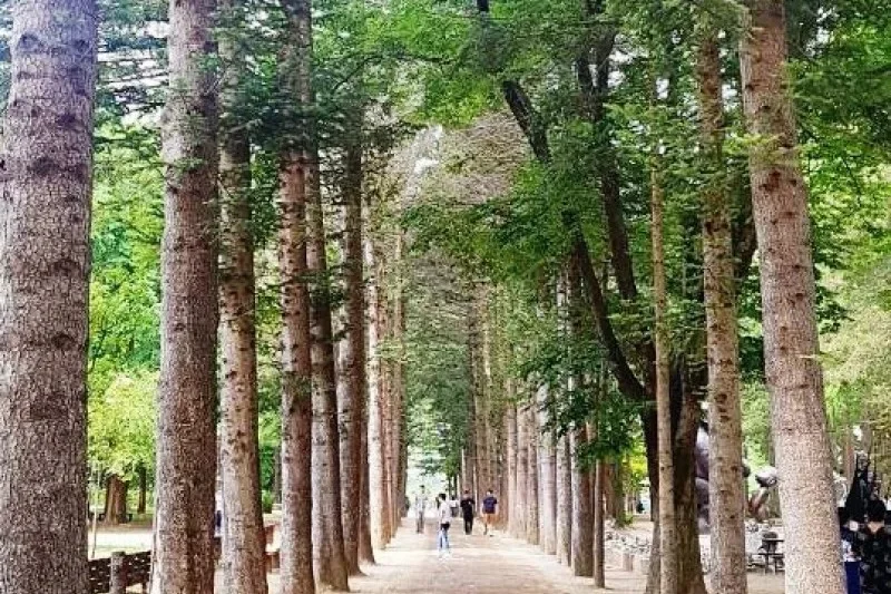 Nami-Island One Day Tour (10/11)