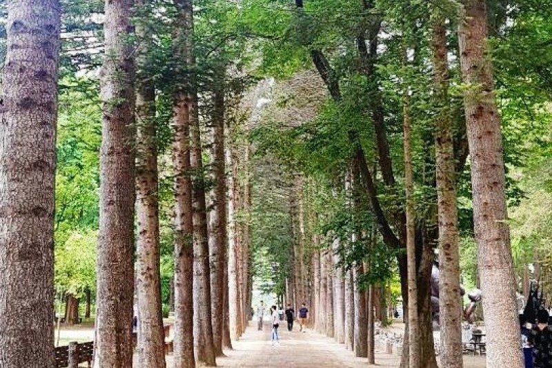 Nami-Island One Day Tour (1/8)