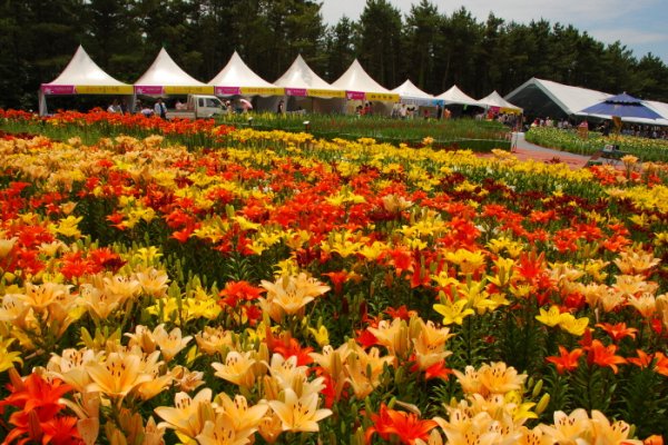 TAEAN F Festival