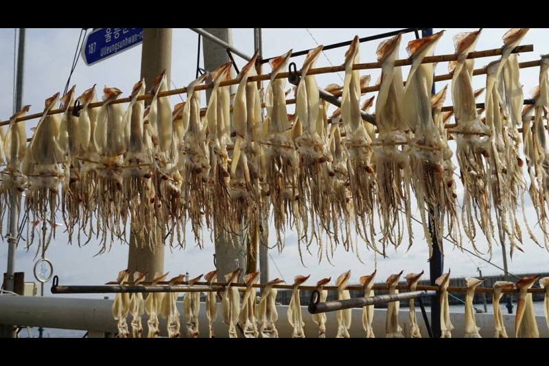 Ulleungdo Cuttlefish Festival  (10/17)