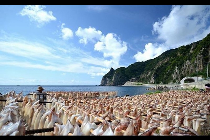 Ulleungdo Cuttlefish Festival  (13/17)
