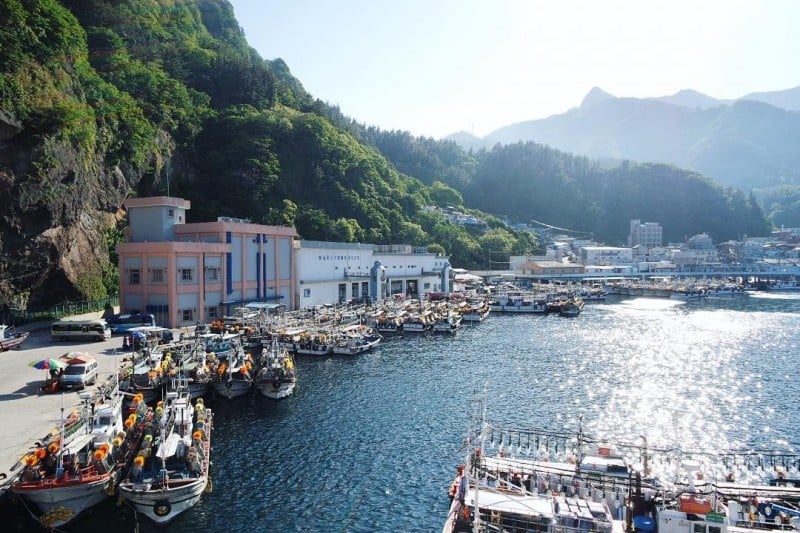 Ulleungdo Cuttlefish Festival  (14/17)