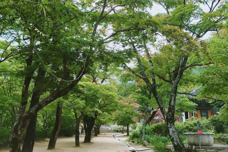 Jikjisa Temple Stay  (2/14)