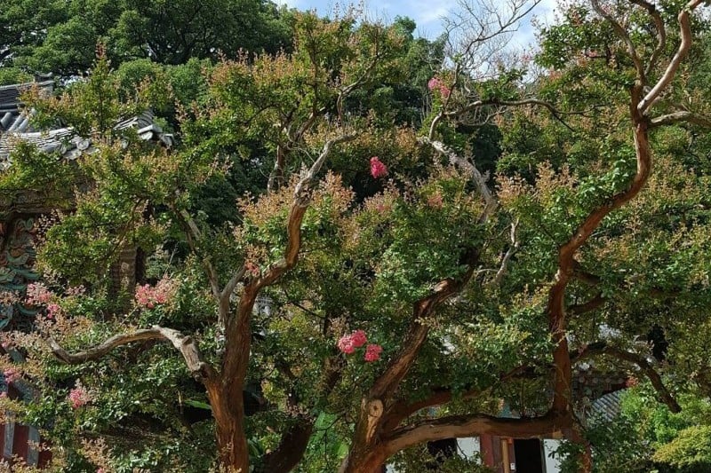 Jikjisa Temple Stay  (10/14)