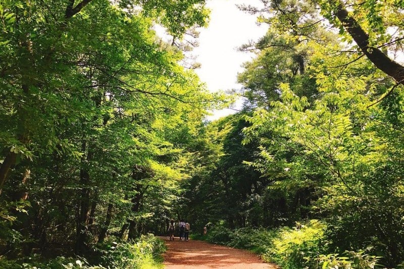 Saryeoni Forest Trail  (4/15)
