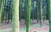 Saryeoni Forest Trail 