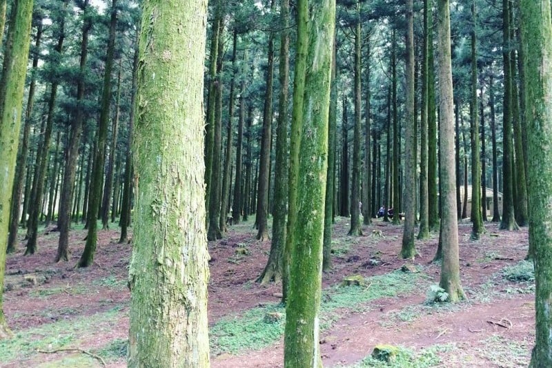 Saryeoni Forest Trail  (5/15)