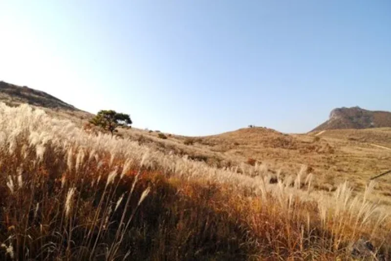 Hwangmaesan County Park  (8/10)