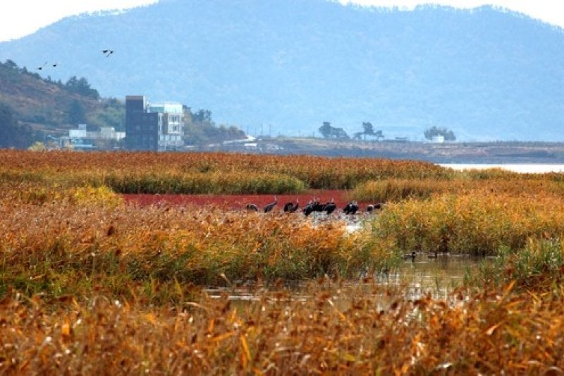 Suncheon Bay Reeds Festival  (1/7)