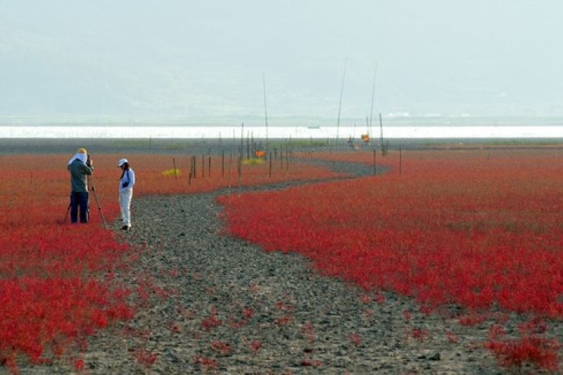 Suncheon Bay Reeds Festival  (2/7)