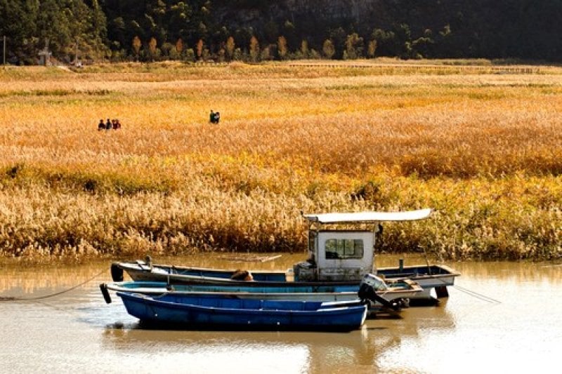 Suncheon Bay Reeds Festival  (3/7)