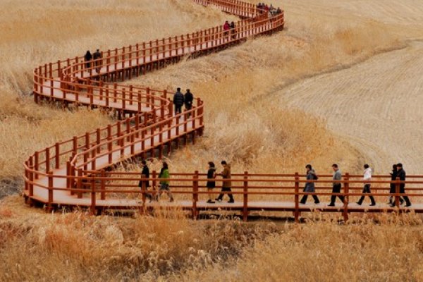 Suncheon Bay Reeds Festival