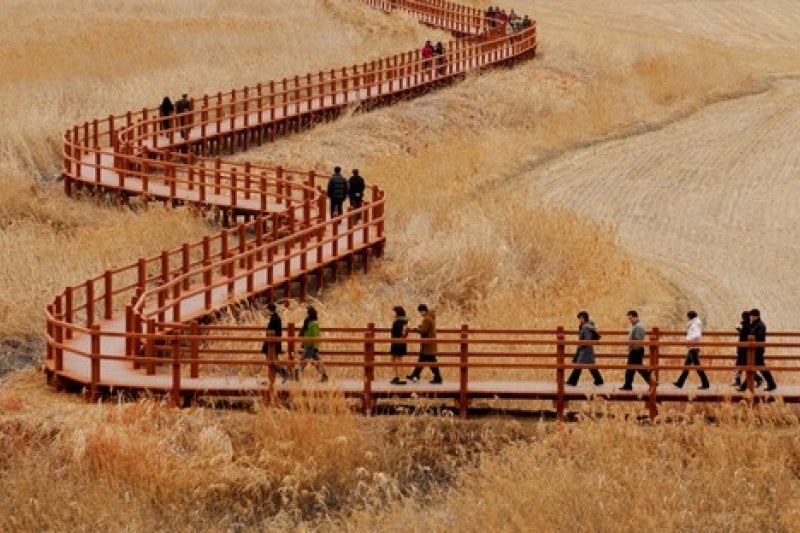 Suncheon Bay Reeds Festival  (6/7)