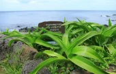 Crinum Lily Habitat in Tokkiseom Island 