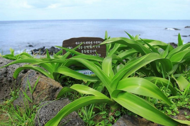 Crinum Lily Habitat in Tokkiseom Island  (1/1)