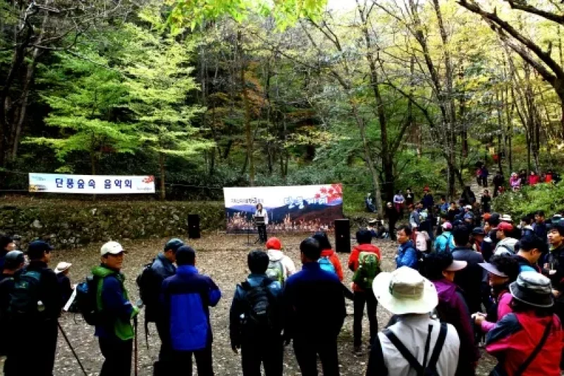 Piagol Autumn Foliage Festival  (1/3)
