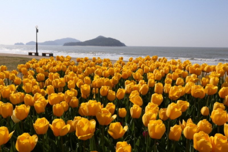 Shinan Tulip Festival  (2/6)