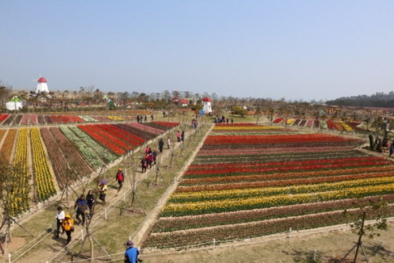 Shinan Tulip Festival  (3/6)
