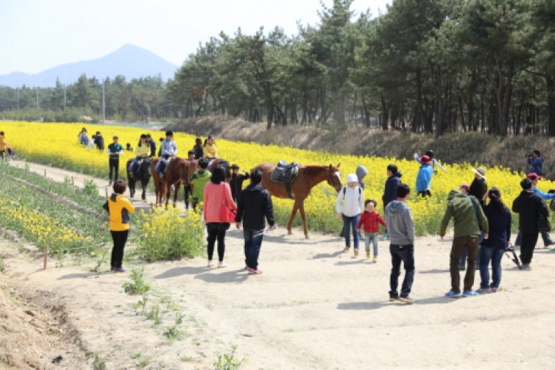 Shinan Tulip Festival  (4/6)