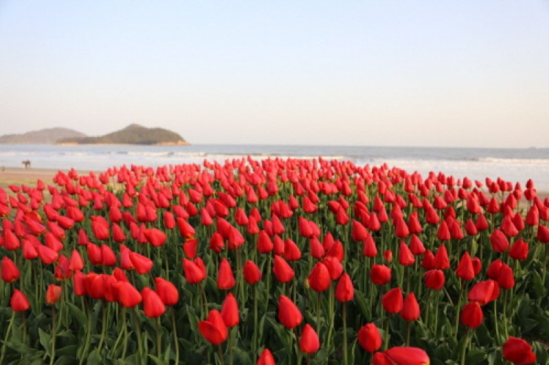 Shinan Tulip Festival  (5/6)
