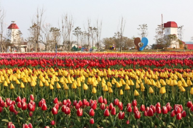 Shinan Tulip Festival  (6/6)