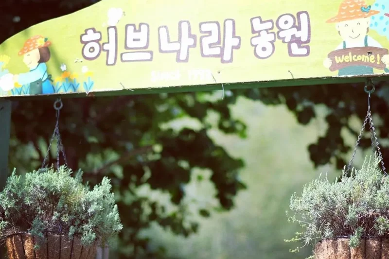 Gangwon-do ginseng experience 1 day tour TKkorea (1/8)