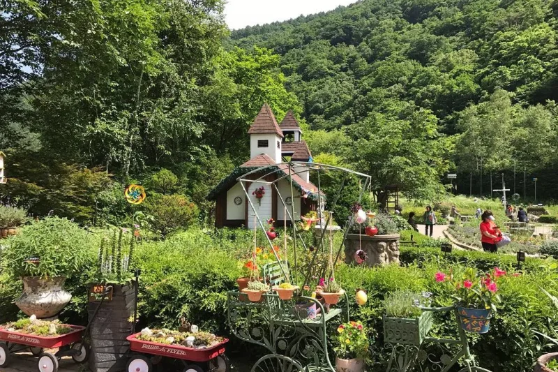 Gangwon-do ginseng experience 1 day tour TKkorea (2/8)