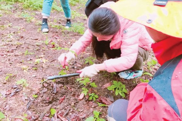 Gangwon-do ginseng experience 1 day tour TKkorea