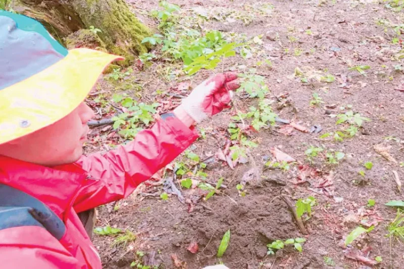 Gangwon-do ginseng experience 1 day tour TKkorea (7/8)