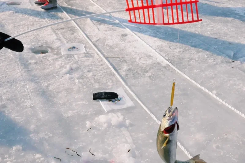 Hwacheon Sancheoneo Ice Festival One Day Tour (3/9)