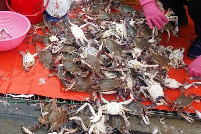 Sorae Fish Market (6/14)