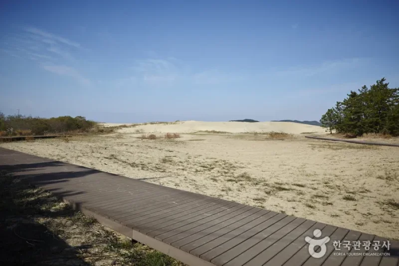 Sinduri Coastal Sand Dune  (10/13)