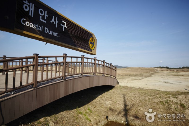 Sinduri Coastal Sand Dune  (12/13)