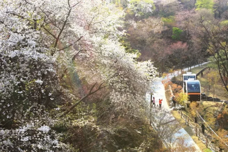Hwadam Botanic Garden  (5/9)