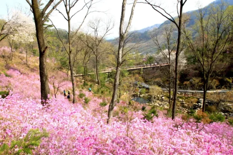 Hwadam Botanic Garden  (7/9)
