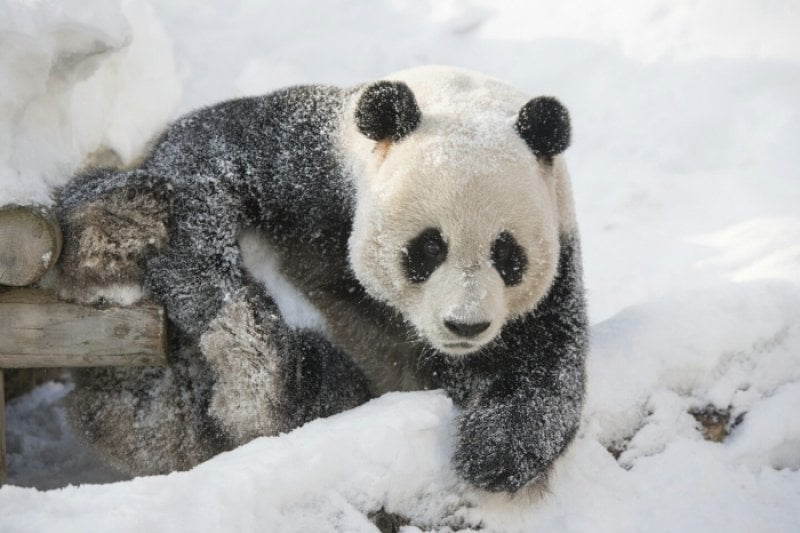 Everland Snow Festival  (4/6)